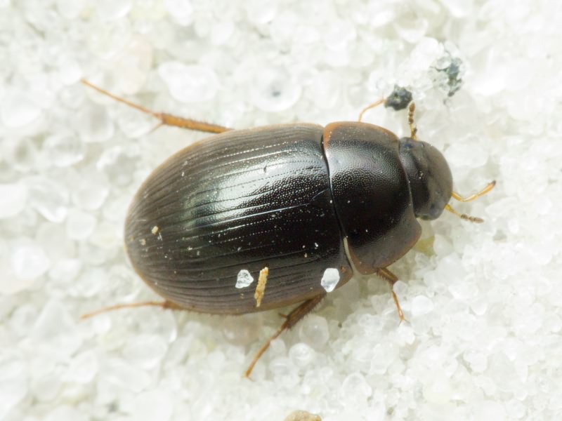 Hydrophilidae LatreiIle, 1802